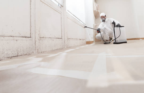 Black mold remediation team in Mound